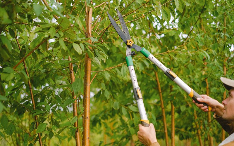 Tree trimming in Warrensburg, MO